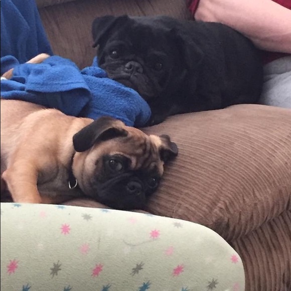 Meet your Posher, Nicky - Picture 3 of 5